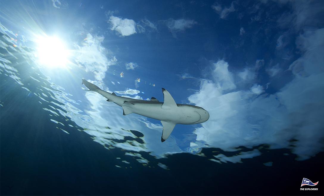 requin-pointe-noire-the-explorers-mobile-1088x658.jpg